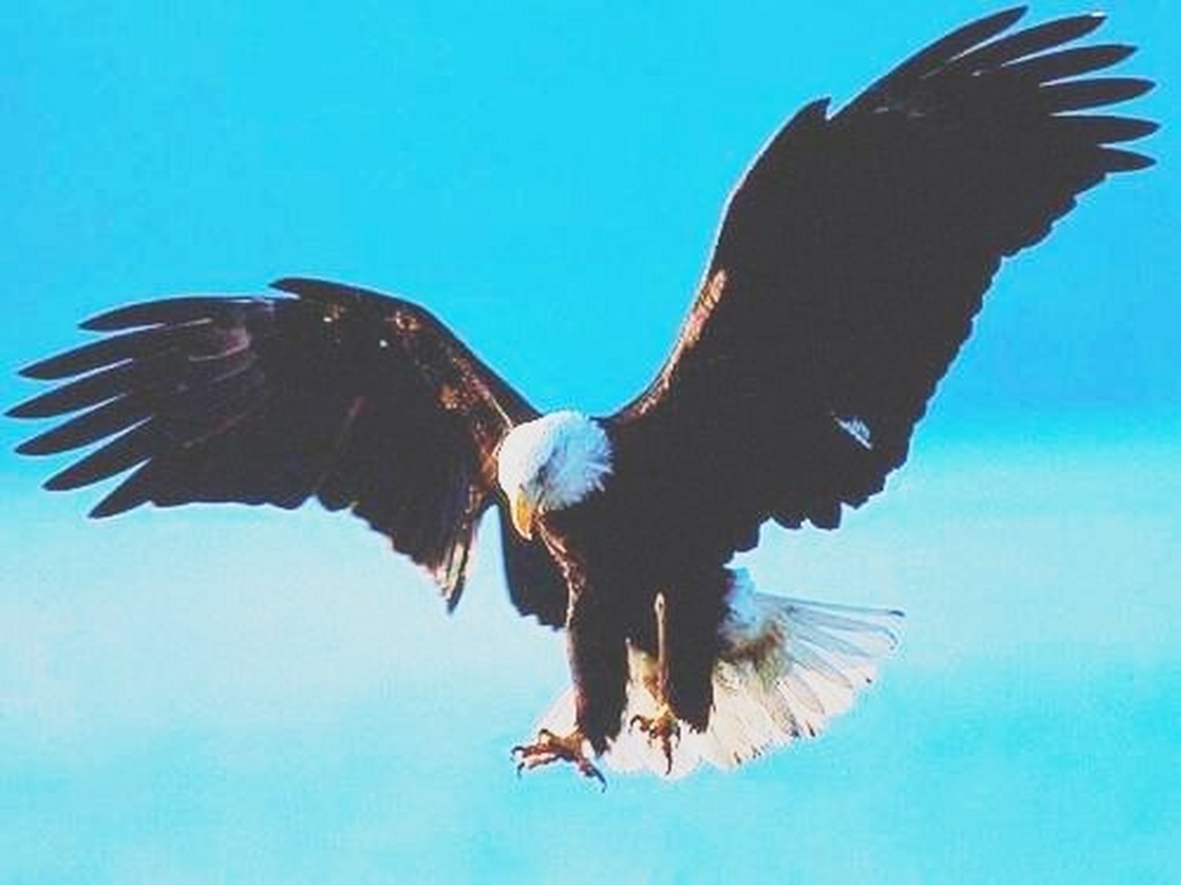 欲钱看高飞的鸟儿遇老鹰打一准确生肖精选解析、解释与落实、深度解答解释落实